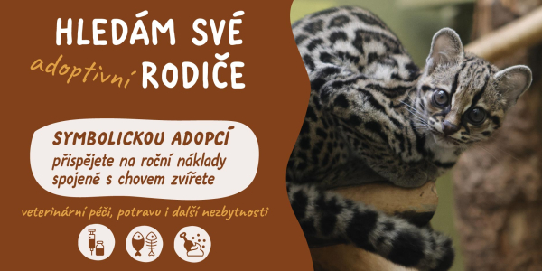 Hledám rodiče