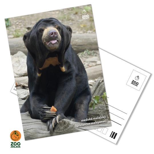 pohled - medvěd malajský