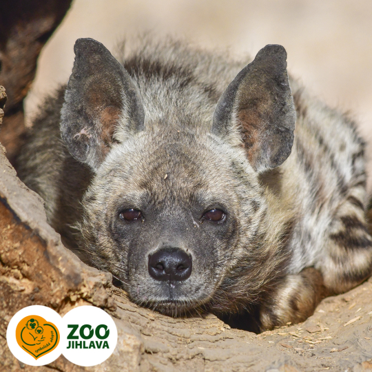 hyena žíhaná