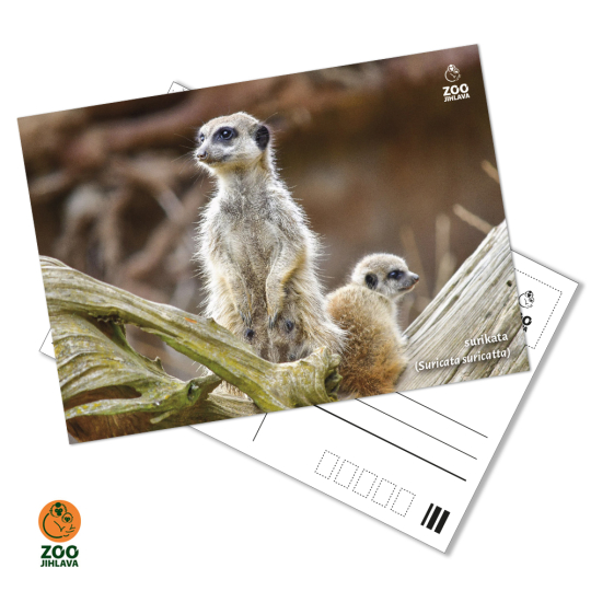 pohled - surikaty