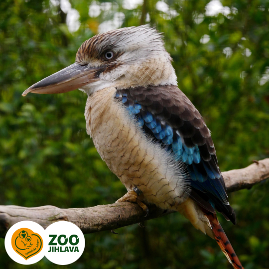 ledňák modrokřídlí