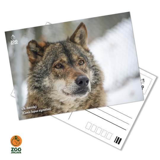 Pohled - vlk