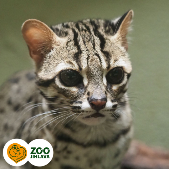 margay