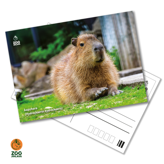 Pohled - kapybara