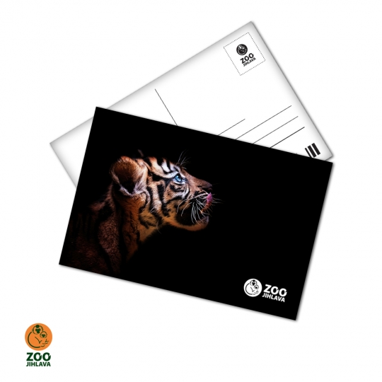 Pohled 15x10 cm - tygr sumaterský