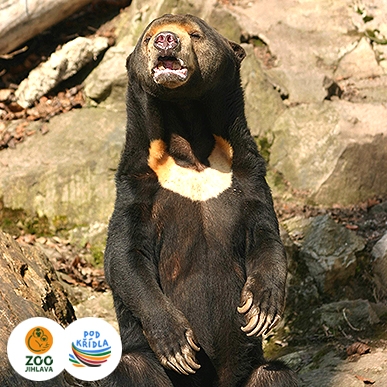 medvěd malajský