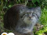 manul