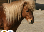kůň domácí - pony