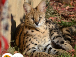 serval