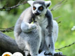 lemur kata