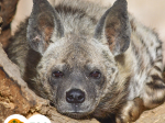 hyena žíhaná