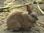 králík domácí – český luštič