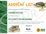 osinák africký