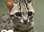 margay