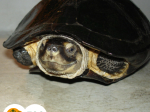 želva tlustohrdlá