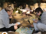 Desková hra Zoo Jihlava