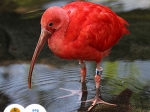 ibis rudý