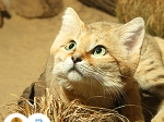 kočka pouštní arabská