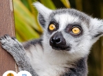 lemur kata
