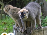 lemur rudočelý