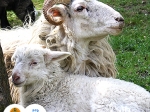 ovce domácí valašská