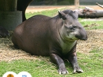 tapír jihoamerický