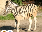 zebra Burchellova
