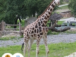 žirafa núbijská