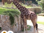 žirafa síťovaná