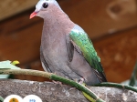 holub zelenokřídlý