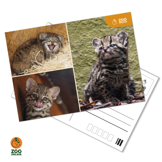 Pohled - trio kočky