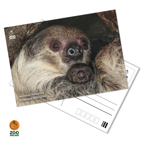 Pohled - lenochod s mládětem