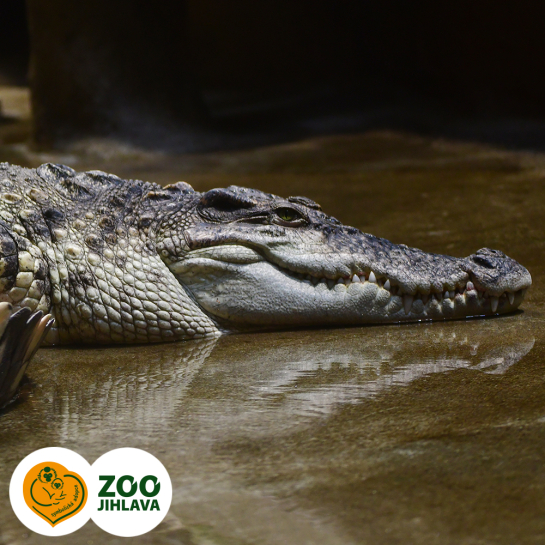 krokodýl siamský