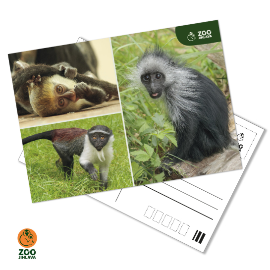 Pohled -  trio opice