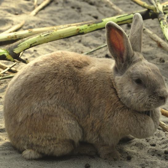 králík domácí – český luštič
