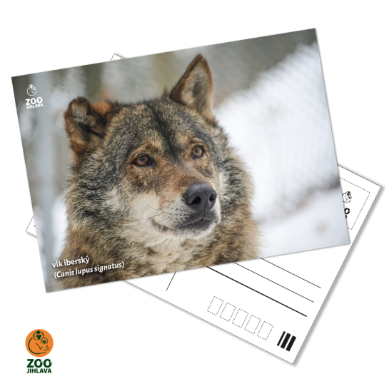 Pohled - vlk
