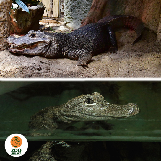 Něco navíc o krokodýlech a aligátorech