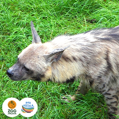 hyena žíhaná arabská