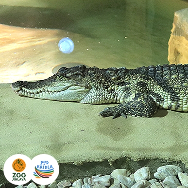 krokodýl siamský