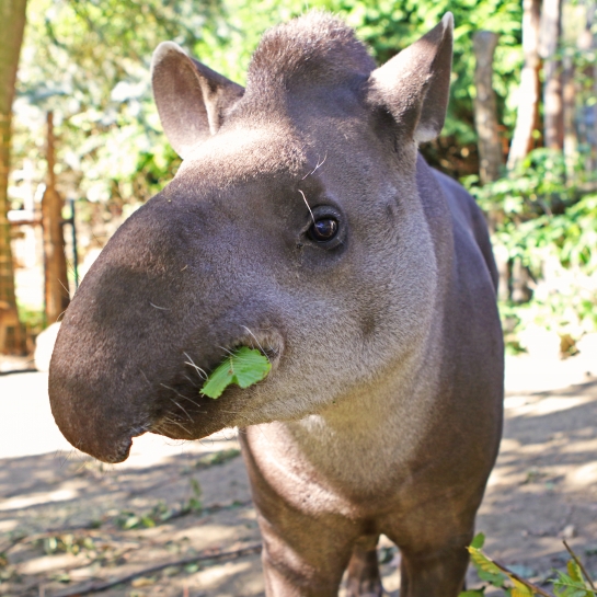 Něco navíc o tapírech